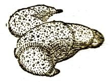Kossuth-kifli 